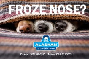 three dog noses sticking out between layers of towel with words "froze nose?" overlaid in white with Alaskan Air Conditioning and Heating logo and contact phone numbers